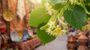 Tilleul en marocain - Le vrai nom pour le souk [Guide]