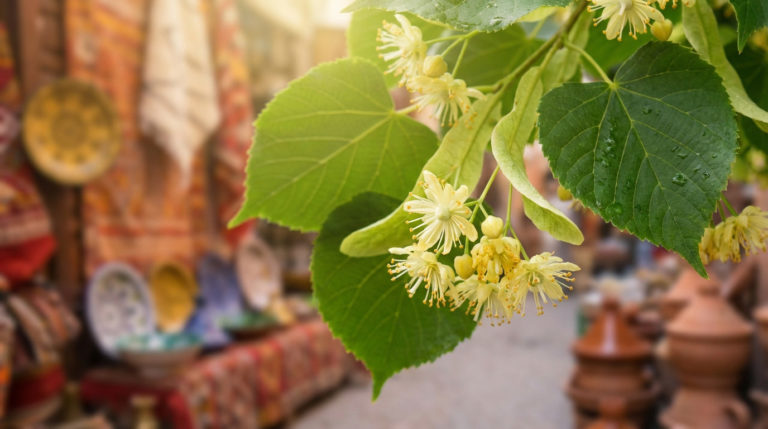 Tilleul en marocain - Le vrai nom pour le souk [Guide]